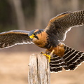 Male American Kestrel (Falco sparverius) in Southern Ontario, Canada